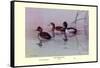 Ring-Necked Duck-Allan Brooks-Framed Stretched Canvas