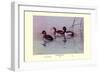 Ring-Necked Duck-Allan Brooks-Framed Art Print