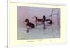 Ring-Necked Duck-Allan Brooks-Framed Art Print