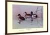 Ring-Necked Duck-Allan Brooks-Framed Art Print