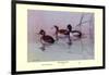 Ring-Necked Duck-Allan Brooks-Framed Art Print