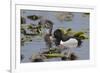 Ring-necked ducks-Ken Archer-Framed Premium Photographic Print