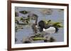 Ring-necked ducks-Ken Archer-Framed Premium Photographic Print