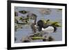 Ring-necked ducks-Ken Archer-Framed Premium Photographic Print