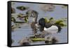 Ring-necked ducks-Ken Archer-Framed Stretched Canvas