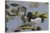 Ring-necked ducks-Ken Archer-Stretched Canvas