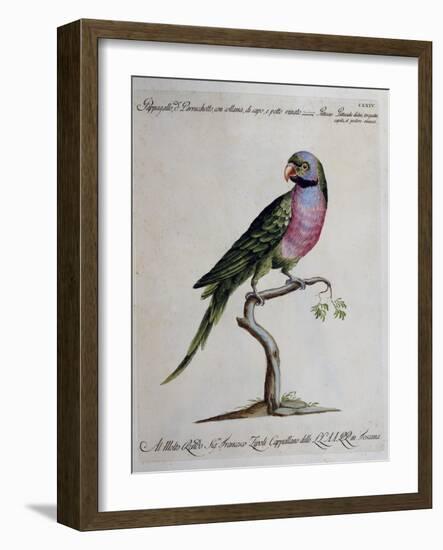 Ring-Necked Parrot or Parakeet-null-Framed Giclee Print