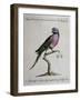 Ring-Necked Parrot or Parakeet-null-Framed Giclee Print