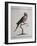 Ring-Necked Parrot or Parakeet-null-Framed Giclee Print