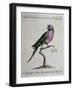 Ring-Necked Parrot or Parakeet-null-Framed Giclee Print