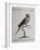 Ring-Necked Parrot or Parakeet-null-Framed Giclee Print