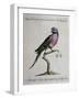 Ring-Necked Parrot or Parakeet-null-Framed Giclee Print