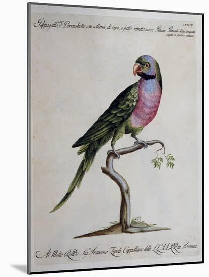 Ring-Necked Parrot or Parakeet-null-Mounted Giclee Print