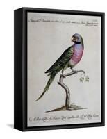 Ring-Necked Parrot or Parakeet-null-Framed Stretched Canvas