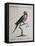 Ring-Necked Parrot or Parakeet-null-Framed Stretched Canvas