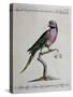 Ring-Necked Parrot or Parakeet-null-Stretched Canvas