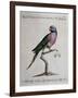 Ring-Necked Parrot or Parakeet-null-Framed Giclee Print