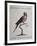 Ring-Necked Parrot or Parakeet-null-Framed Giclee Print