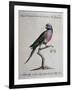 Ring-Necked Parrot or Parakeet-null-Framed Giclee Print