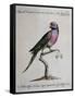 Ring-Necked Parrot or Parakeet-null-Framed Stretched Canvas