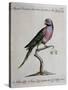 Ring-Necked Parrot or Parakeet-null-Stretched Canvas