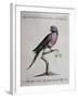 Ring-Necked Parrot or Parakeet-null-Framed Giclee Print