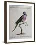 Ring-Necked Parrot or Parakeet-null-Framed Giclee Print