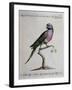 Ring-Necked Parrot or Parakeet-null-Framed Giclee Print