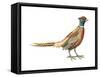 Ring-Necked Pheasant (Phasianus Colchicus), Birds-Encyclopaedia Britannica-Framed Stretched Canvas