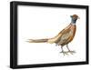 Ring-Necked Pheasant (Phasianus Colchicus), Birds-Encyclopaedia Britannica-Framed Poster