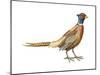 Ring-Necked Pheasant (Phasianus Colchicus), Birds-Encyclopaedia Britannica-Mounted Poster