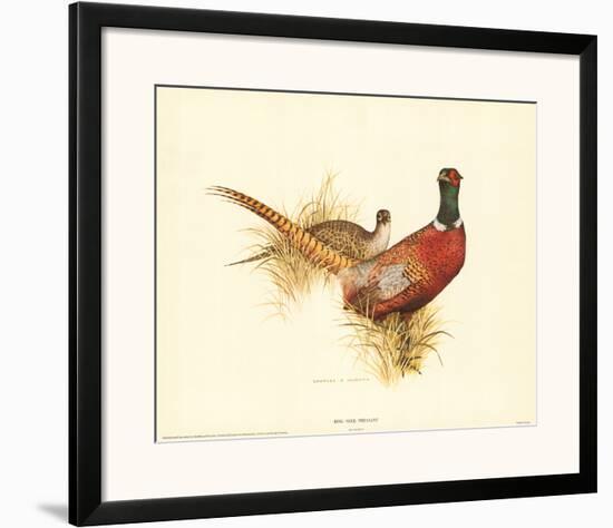 Ring Necked Pheasant-Charles Murphy-Framed Art Print