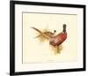 Ring Necked Pheasant-Charles Murphy-Framed Art Print