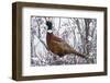 Ring-Necked Pheasant-Ken Archer-Framed Photographic Print