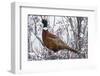 Ring-Necked Pheasant-Ken Archer-Framed Photographic Print