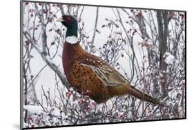 Ring-Necked Pheasant-Ken Archer-Mounted Photographic Print