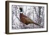 Ring-Necked Pheasant-Ken Archer-Framed Photographic Print