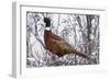 Ring-Necked Pheasant-Ken Archer-Framed Photographic Print