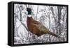 Ring-Necked Pheasant-Ken Archer-Framed Stretched Canvas