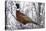 Ring-Necked Pheasant-Ken Archer-Stretched Canvas