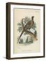 Ring-Necked Pheasant-English School-Framed Premium Giclee Print