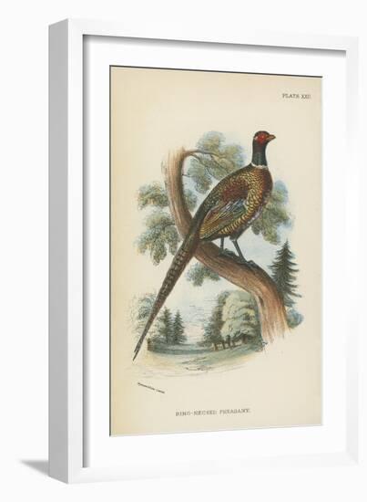 Ring-Necked Pheasant-English School-Framed Premium Giclee Print