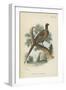 Ring-Necked Pheasant-English School-Framed Premium Giclee Print