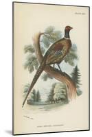 Ring-Necked Pheasant-English School-Mounted Premium Giclee Print