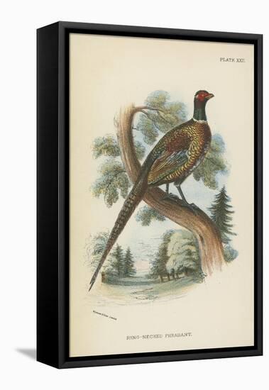 Ring-Necked Pheasant-English School-Framed Stretched Canvas