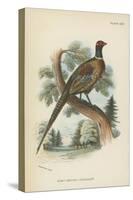 Ring-Necked Pheasant-English School-Stretched Canvas