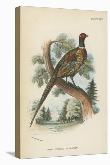 Ring-Necked Pheasant-English School-Stretched Canvas