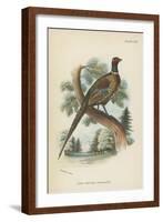 Ring-Necked Pheasant-English School-Framed Giclee Print