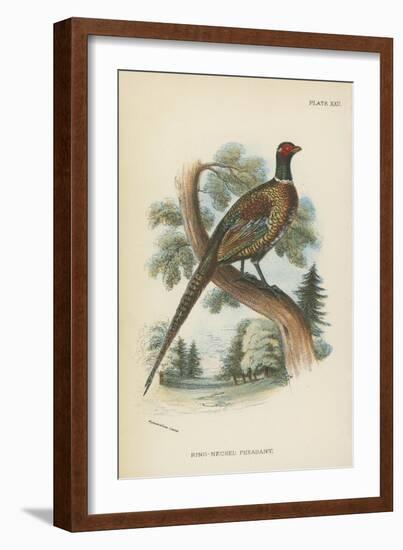 Ring-Necked Pheasant-English School-Framed Giclee Print
