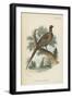 Ring-Necked Pheasant-English School-Framed Giclee Print